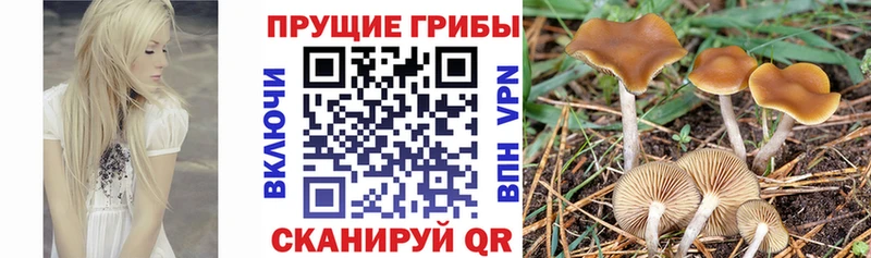 наркошоп  Дятьково  Галлюциногенные грибы Cubensis 